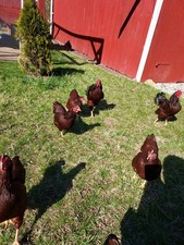 12 Rhode Island Red Bantam