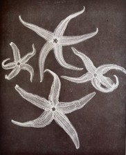 Lovely study of starfish 1931 by Herbert Flower at the Ilford X-ray department