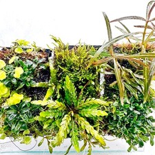 Wabi Kusa Mat Mini Moss Pad Living Wall / Aquarium Live Plants / Anubias & Buce