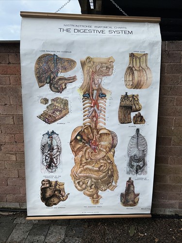 Medical educational poster - medical,