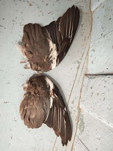 Pigeon wings taxidermy natural - taxidermy,