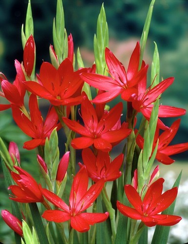 Schizostylis hesperantha - schizostylis, /