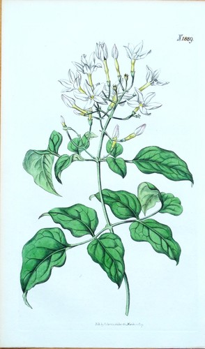 Original antique botanical - antique,