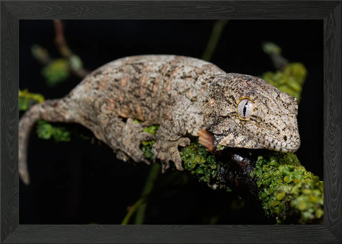 New caledonian giant gecko - new,