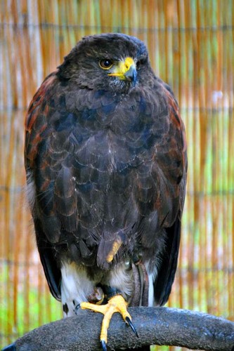 Harris hawk parabuteo - harris,