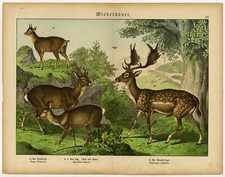 Antique Print-RUMINANT-FALLOW