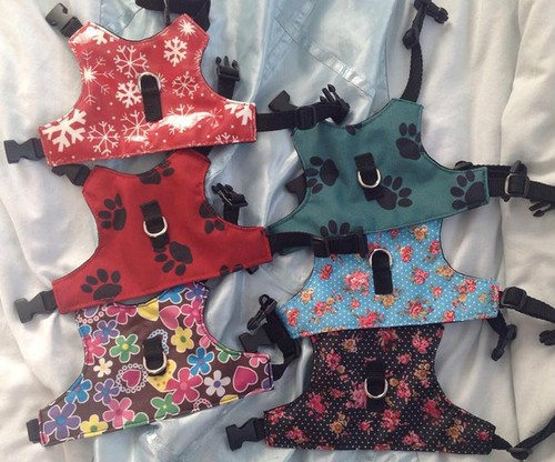 Waterproof chihuahua puppy dog - puppy,