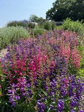 Perennial Flowering Penstemon
