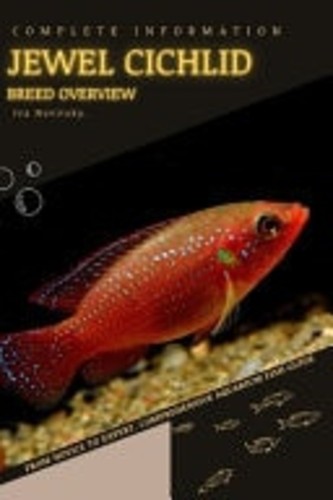 Jewel cichlid from novice - from,