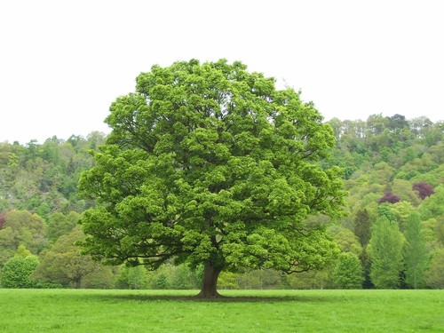 American - , 🌳