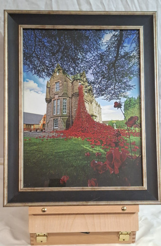Weeping window poppies - poppies, black