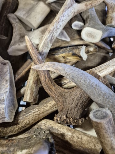 Wild deer antler dog - deer, treat