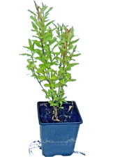 Pomegranate plant punica - pomegranate,
