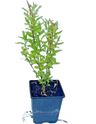Pomegranate plant punica - plant,