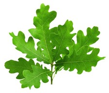 English Oak Tree - 1 x Tall