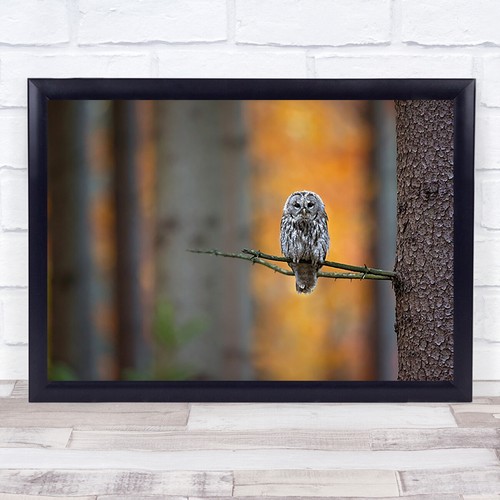 Tawny owl tree branch forest - owl,