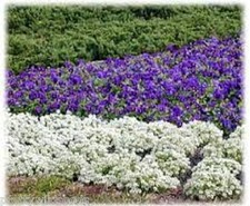 Alyssum maritima  Carpet Of Snow Dwarf white. Compact bedding plant flower 50g