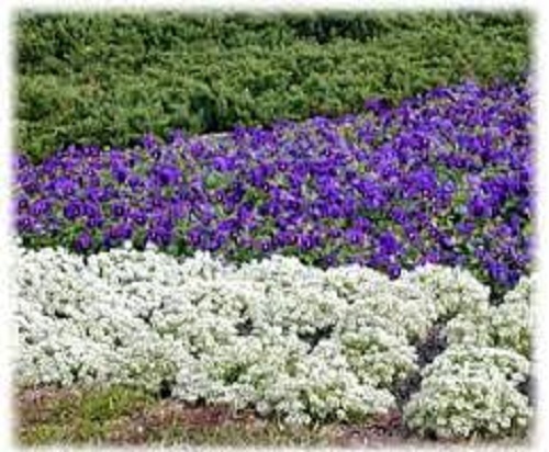 Alyssum maritima carpet of - alyssum,