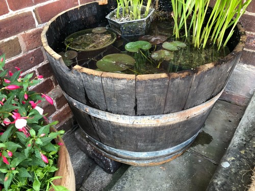 Large water tight oak half - large,
