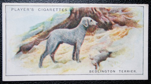 Bedlington terrier with - ,