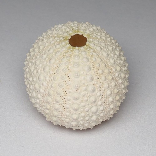 Whiite sea urchin shells