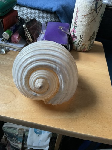 Giant tonna galea sea shell - giant,