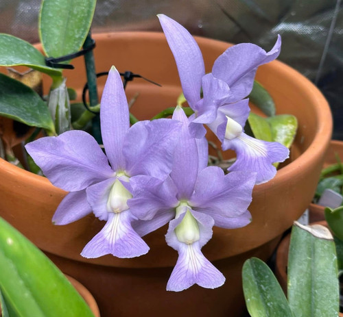 Cattleya nobilior var