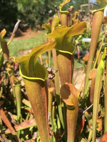 Carnivorous pitcher - carnivorous,