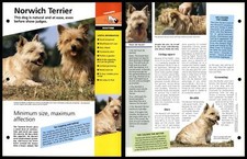 Norwich Terrier - Routine -