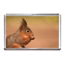 Fridge Magnet: Red Squirrel