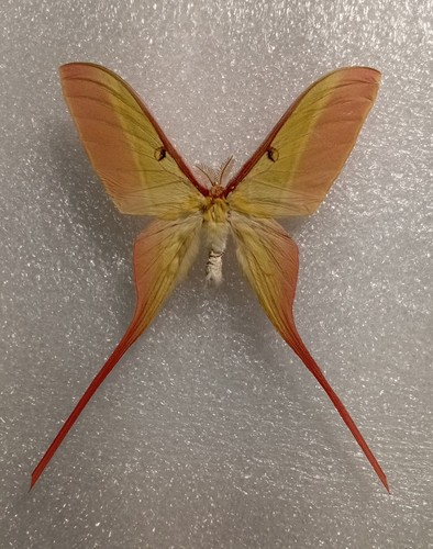 Actias dubernardi chinese - actias,