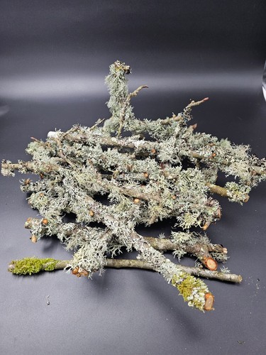 Live fresh lichen branches - live,
