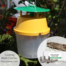 Codling moth pheromone trap - codling,