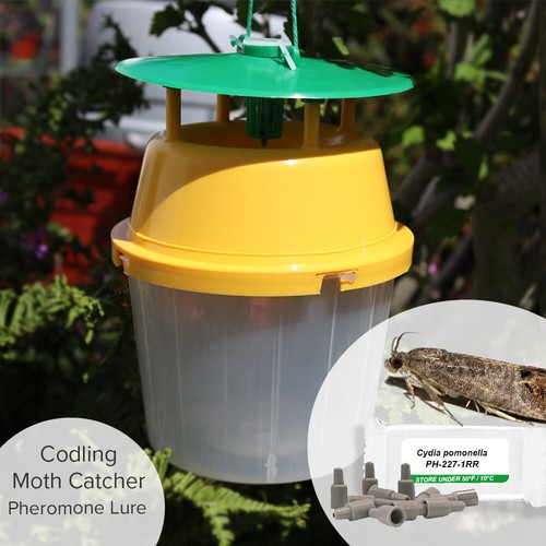 Codling moth pheromone trap - codling,