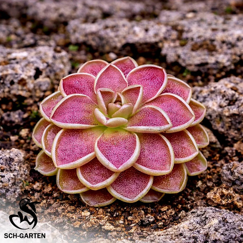 Pre sale pinguicula - pre-sale,