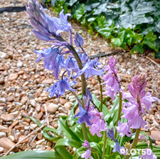 Spanish Bluebells fresh seeds