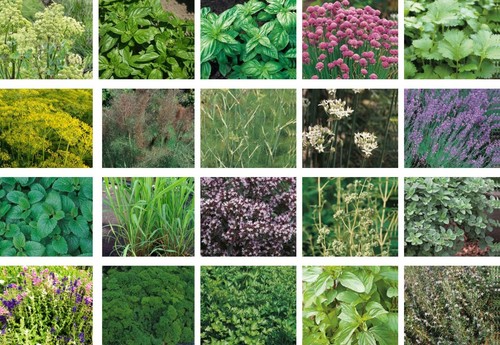 Fresh herb seeds basil - fresh, thyme