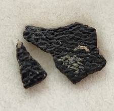 Hadrosaur Egg Shell Fossils