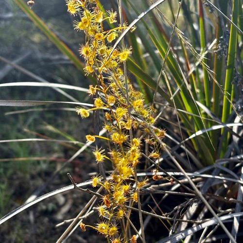 Carnivorous drosera macrantha - drosera,