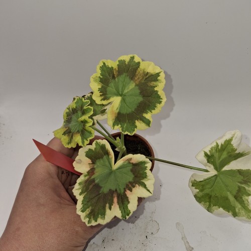 Variegated pelargonium mrs - variegated,
