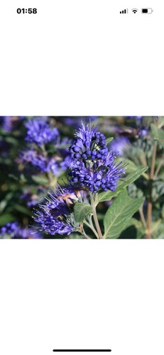 Caryopteris heavenly blue - 2,