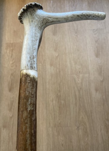 Stag horn hazel walking stick - horn,