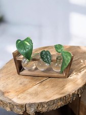 Trailing House Plant Pothos