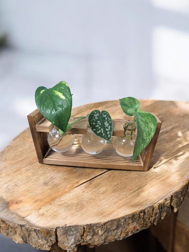 Trailing house plant - trailing,
