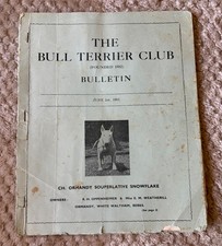 Rare bull terrier typed - bull,