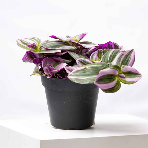 Tradescantia albiflora