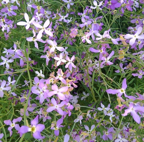 Night scented stock - night, stock,