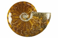Polished ammonite fossil - polished,
