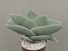 Crassula perfoliata var. minor - Succulent