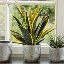 30-40cm Potted Sansevieria